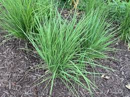 Image result for Schizachyrium claudopus