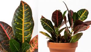 Image result for Croton