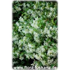 Its flowering vines can also grow up to 4 feet in width. Trachelospermum Jasminoides Star Jasmine Confederate Jasmine Flora Toskana
