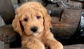 Maybe you would like to learn more about one of these? Goldendoodle Breeder Logo Logodix