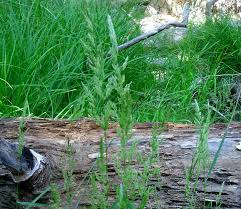 Image result for Agrostis epigejos