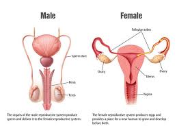 The last step is probably the hardest, but to make it extra easy do not forget to relax your muscles! Helen On Twitter If Your Internal Organs From Birth Resemble The Diagram On The Left You Don T Need Tampons If It Resembles The Diagram On The Right You Do Hope That Helps
