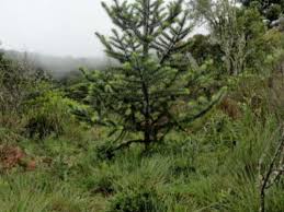 Kessler, extension forester and professor of forestry, and roland e. Conifers Of Southern United States American Conifer Society