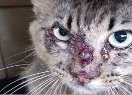 Jamur atau jamur ini dapat menyerang banyak anggota tubuh kucing seperti kulit. Cat Sporo Kulat Kucing Yang Mungkin Membahayakan Keluarga Anda Klinik Putra