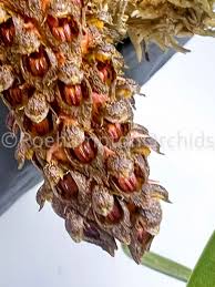 Image result for Biophytum crassipes