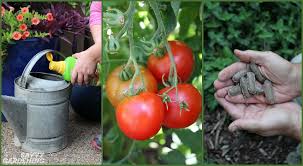 Spray daily to moisten the seeds until they germinate and you see tiny sprouts growing from the seeds. 100 Grams Greena Feed Leave Tomato Plant Fertiliser Ideal For Growing Large Tomatoes Gardening Fertilisers Plant Food Umoonproductions Com