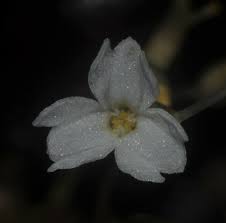 Image result for Gymnosiphon