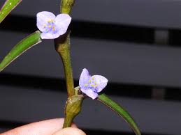 Image result for Cyanotis sp. aff. C. lapidosa