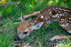 Baby deer in ampthill, uk Newborn Deers Bambi And Wild Animals Concept Fawn Resting Baby Roe Deer Young Wild Roe Deer Hidden In Tall Grass Capreolus Capreolus New Born Roe Deer Wild Spring Nature Stock Photo Picture