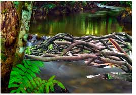 Check spelling or type a new query. Lukisan Pokok Tumbang Menyekat Aliran Sungai Cikimm Com