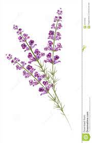 Illustration About Lavender Watercolor Drawing Vector Illustration Illustration Of Botany Drawing Herb 37 In 2021 Lavender Tattoo Heather Flower Flower Painting