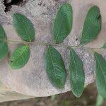 Image result for Zanha africana