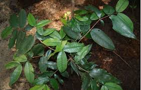 Image result for Memecylon sp. D