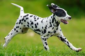 Image result for dalmatin