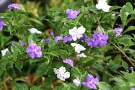 Image result for Brunfelsia australis