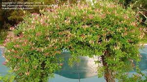 We don't know when or if this item will be back in stock. Plantfiles Pictures Lonicera Honeysuckle Late Dutch Honeysuckle Woodbine Serotina Lonicera Periclymenum By Victorgardener