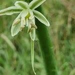 Image result for Albuca virens