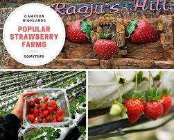 You are able to pay a visit to the strawberry farm as well as purchase and taste the juicy strawberry. 9 Popular Strawberry Farms At Cameron Highlands Sgmytrips