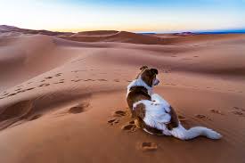 Can you see the actual camels and not just the shadows? Merzouga Archives Globeslice