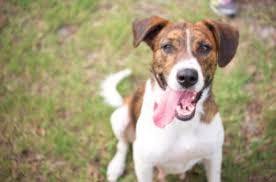Maybe you would like to learn more about one of these? Impact Story Humane Society Of Tampa Bay Community Foundation Of Tampa Bay