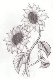 Rose is a flowering plant and its scientific name is rosa. Two Sunflowers Intertwined Simple Rose Drawing Black And White Pencil Sketch White Bac Sunflower Drawing Pencil Drawings Of Flowers Black And White Art Drawing