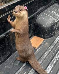 Lady Otter Want To Hawaii Otters Cute Animals Baby Animals