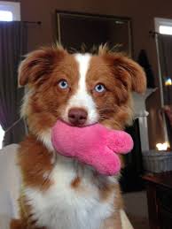 Mom is an australian shepard and bernese mountain dog hybrid dad is a standard poodle all our puppies come with: Lola The Ee Locus Yellow Australian Shepherd Australian Shepherd Baby Dogs Shepherd Dog