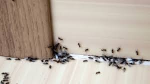 Fourmiculture crée des fourmilières artificielles innovantes pour réussir l'élevage de book chalet fourmiliere morzine voyage à l'intérieur d'une fourmilière. Methodes Pour Eliminer Les Fourmis De Sa Maison