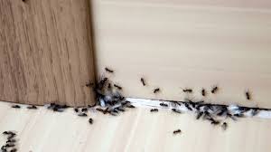 On voit la vie en bleue à la fourmilière mais les autres couleurs vous attendent à l'intérieur ;) bonne visite demain. Methodes Pour Eliminer Les Fourmis De Sa Maison