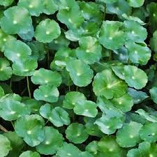 Image result for Hydrocotyle mannii