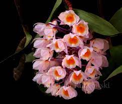 Orchid Gallery Orquideas Orquidea Tipos De Flores