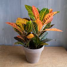 Image result for Croton polytrichus