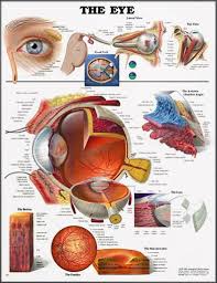 The Eye Anatomical Chart