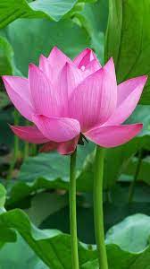 Pin On Phone Wallpaper