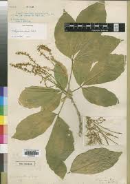 Image result for Allophylus pseudopaniculatus