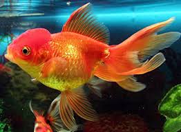 Comprare il pesce non è facile. Acquario Tropicale D Acqua Dolce 9 Pesci Facili Da Allevare