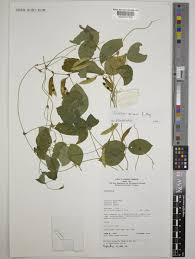 Image result for Amphicarpaea africana