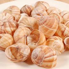 Over 80% new & buy it now; Empty Escargot Snail Shells Premium Quality Extra Large 12pcs