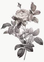 Gray Rose Vintage Illustration Transparent Png Design Remix From Original Artwork By Pierre Joseph Redout Eacute Premium Image By Rawpixel Com Adj