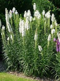 Liatris Spicata Alba Bulbs White Blazing Star Etsy Full Sun Perennials Liatris Perennials