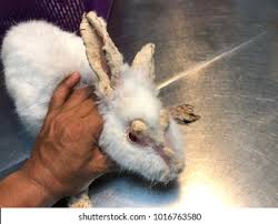 Image result for scabies rabbits ears
