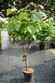 Check spelling or type a new query. Catalpa X Erubescens Purpurea Havlis Cz