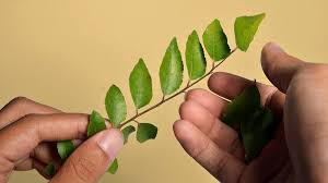How curry leaf is effective for various diseases is listed in repertory format. Curry Leaves For Hair Health What Science Says How To Try It