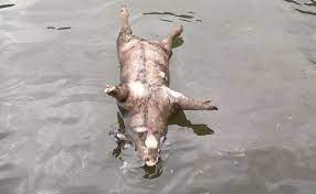 Maybe you would like to learn more about one of these? Bangkai Babi Ditemukan Mengapung Di Laut Sibolga Smart News Tapanuli