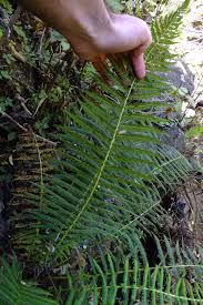 Image result for Thelypteridaceae