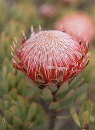 Image result for Protea rupestris