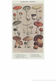 Champignons Veneneux La Cuisine Moderne Illustree Nouv Ed Ill Par Une Reunion De Professionnels 1 Cuisine Moderne Livre De Cuisine La Confiserie