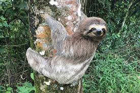 This article seeks to highlight the the rainforest is located in south america, stretching a brilliant 5,500,000km2. Sloth Wikipedia