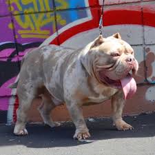 I have 6 pocket american bully puppies ready to go they are 6 weeks born 04/24/21 they are abkc registered. H Q Bullys H A K A Kuvo X Mystique Pb Daughter Facebook
