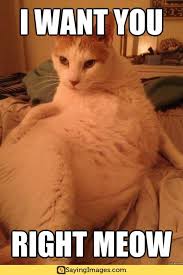 20 Super Duper Cute And Funny Kitty Memes Sayingimages Com Flirting Quotes Funny Funny Memes Funny Cats